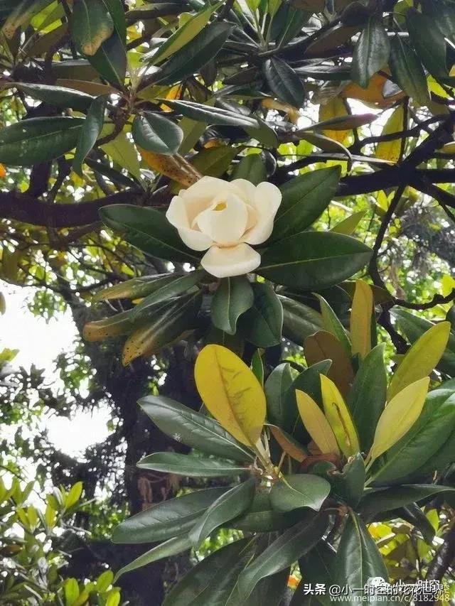 母亲节送母亲寓意最好的花,母亲节鲜花什么花好看