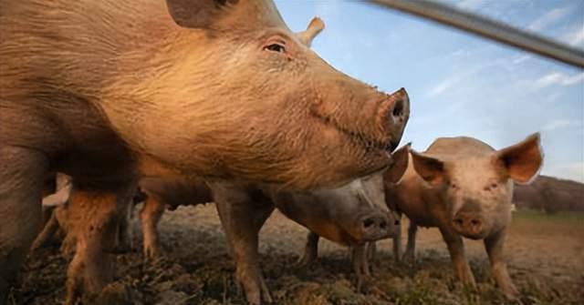 泰国首富最新投资消息,正大股份正式冲击a股ipo