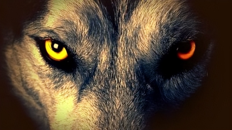 老猎人可怕经历,极度恐慌1到4级实验室