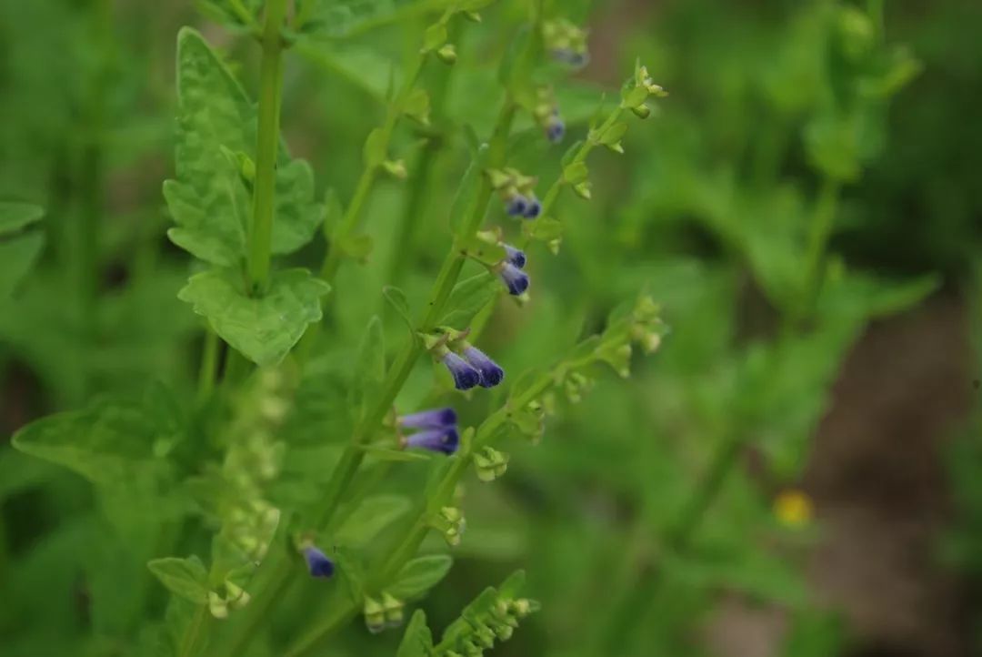 150种常见药用植物大全,150余种常见药用植物花期组图