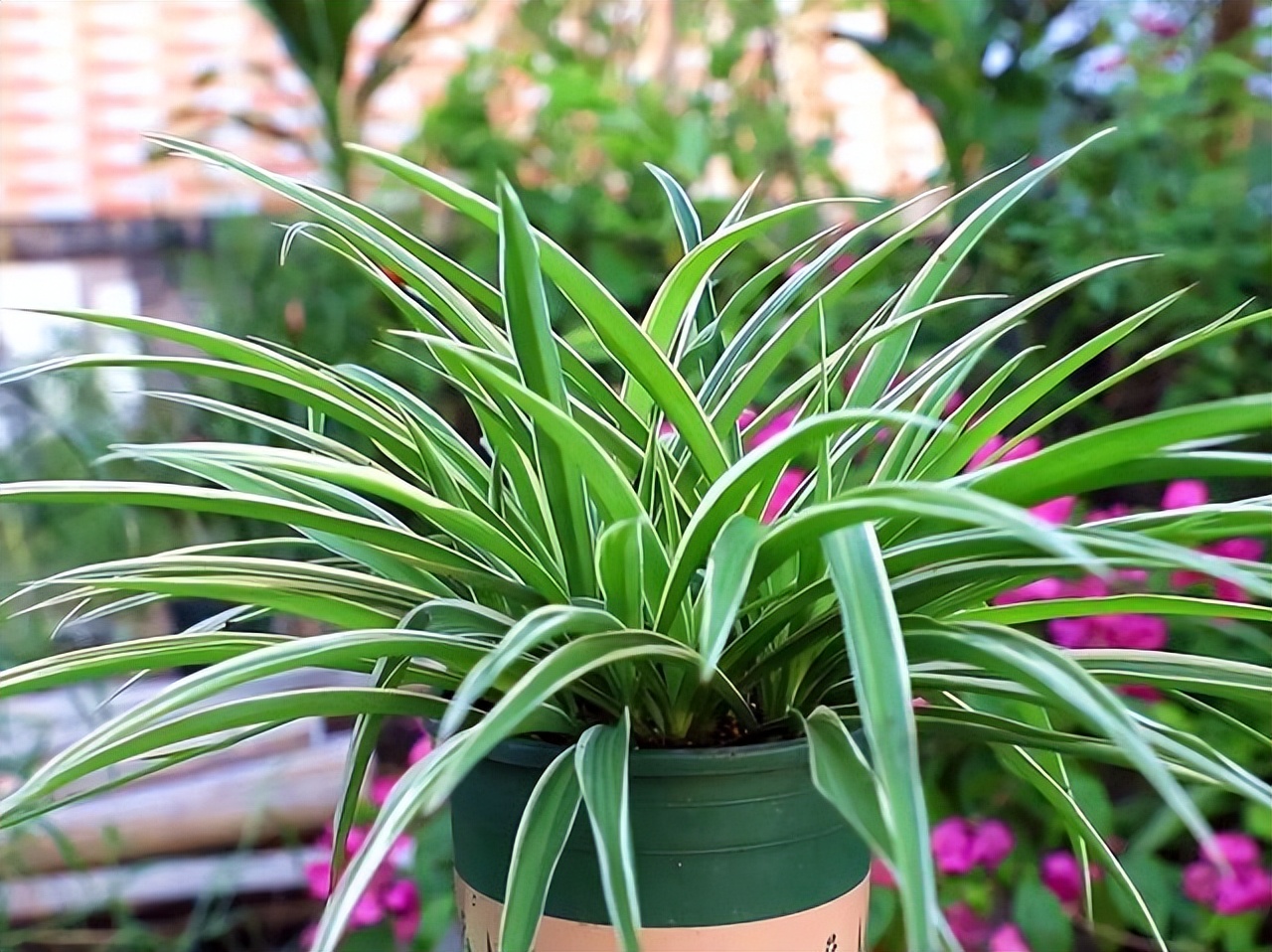 多肉植物能够吸附甲醛,多肉植物有吸甲醛功效吗