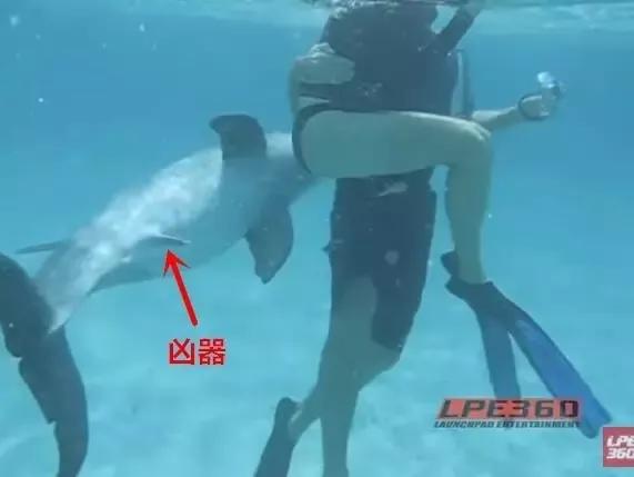 动物交,配时间表,最短0.3秒,最长的竟然是……