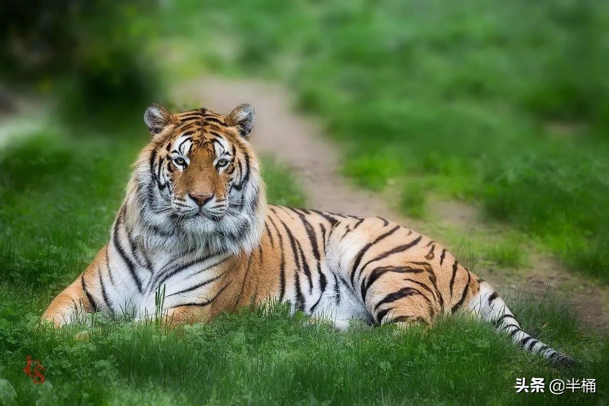 老虎在哪个地方比较有利自己,老虎的软肋是什么