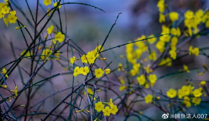 济南的春天来了吗,济南春天来了