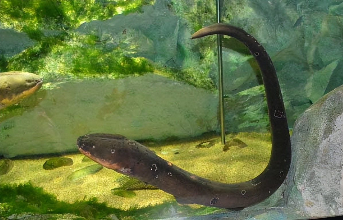 鳄鱼袭击电鳗打法视频,鳄鱼被电鳗电死