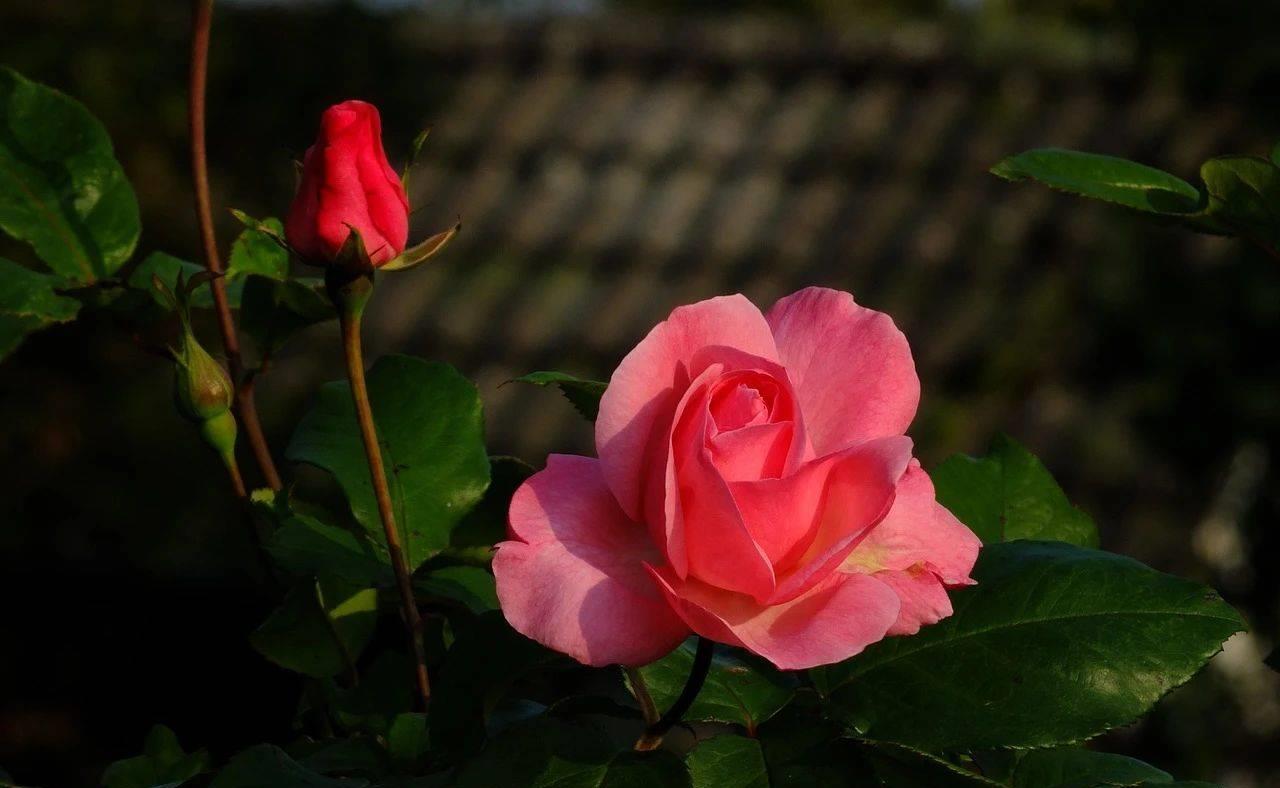 长期分居的女人最怕男人哪种行为,女人长期和男人分居是什么原因