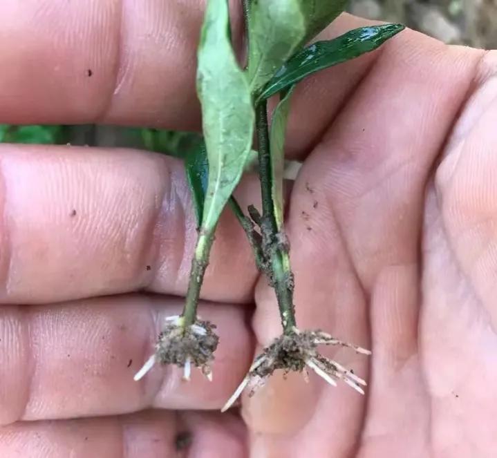 扦插生根水泡多长时间合适,冬天怎样扦插生根最快