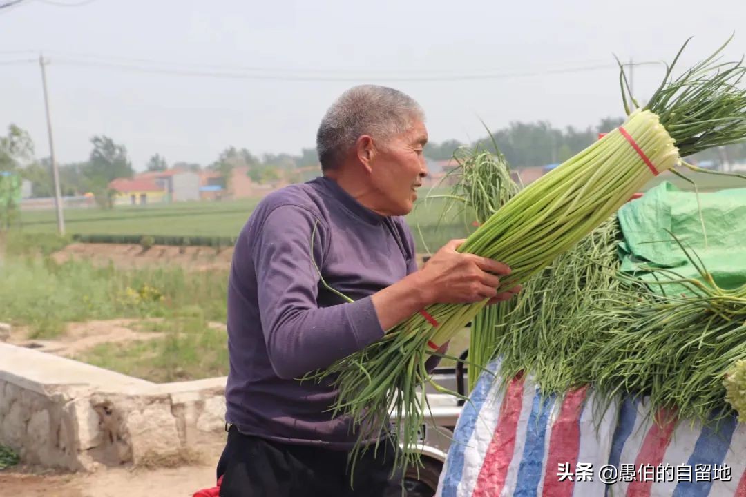五一快到了农村拔蒜苔,五一劳动节收蒜苔