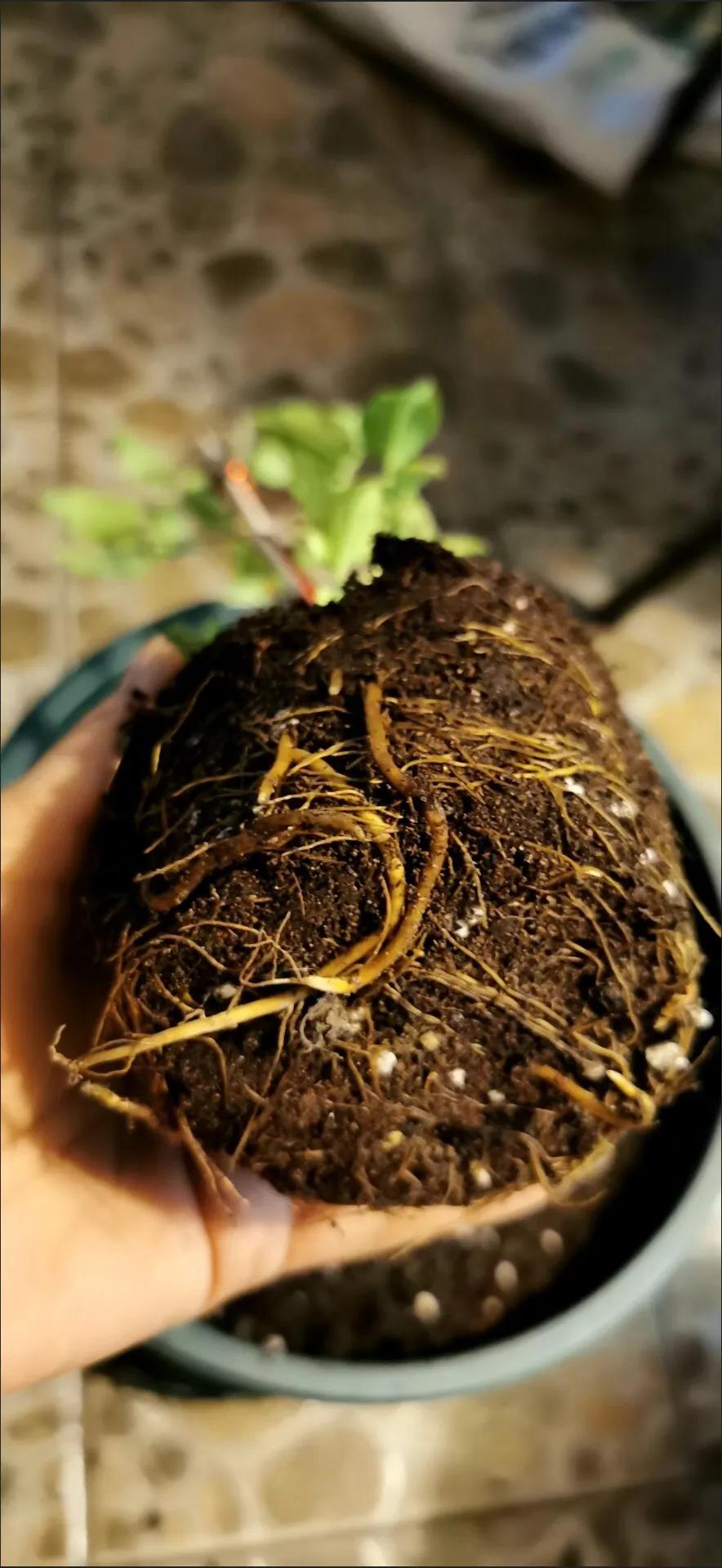 铁线莲根怎样辨别真假,铁线莲真假怎么辨别