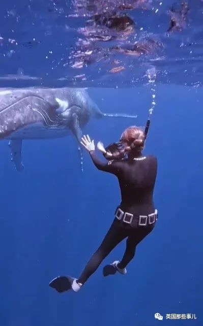 巨型座头鲸搁浅海滩数小时,巨大座头鲸出水瞬间