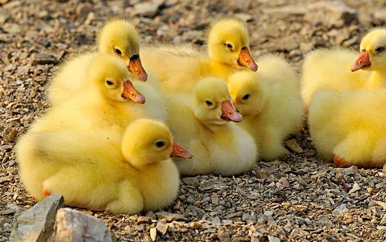 鹅拉青绿粪怎么回事,鹅拉料粪怎么办