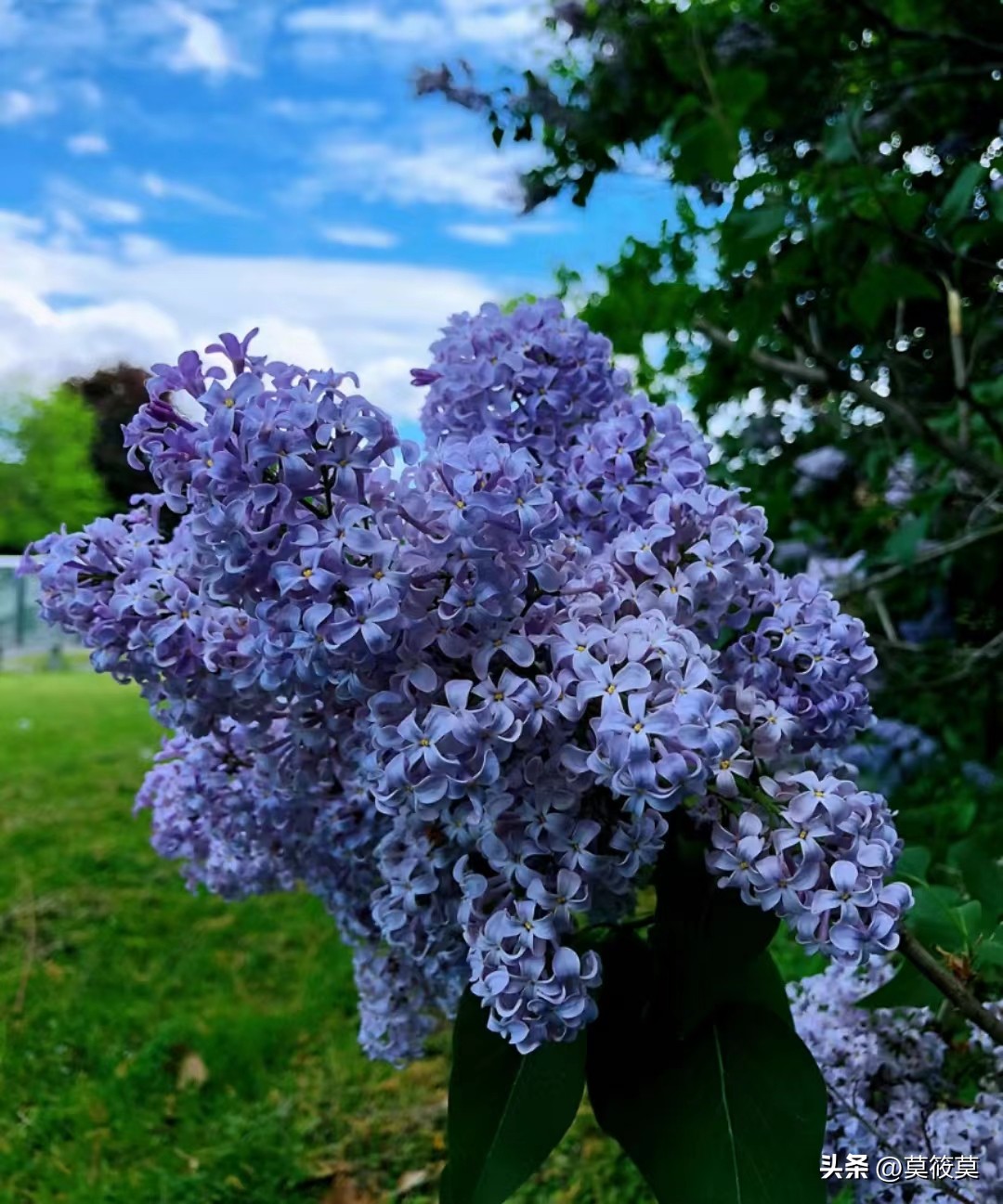 贵州省的省花叫什么名,贵州各个县的县花