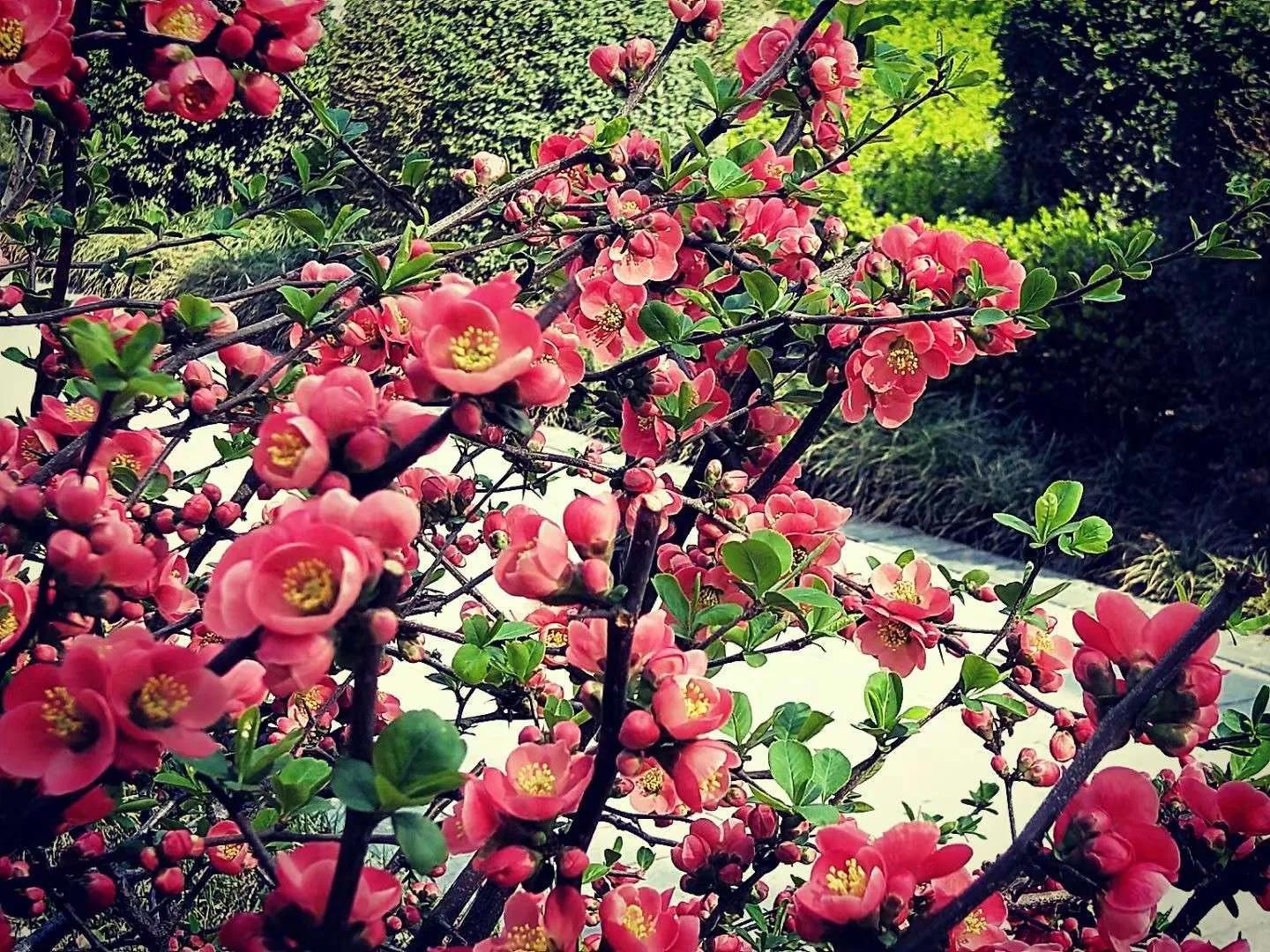 春天风景诗原创,与春天约会的诗歌原创