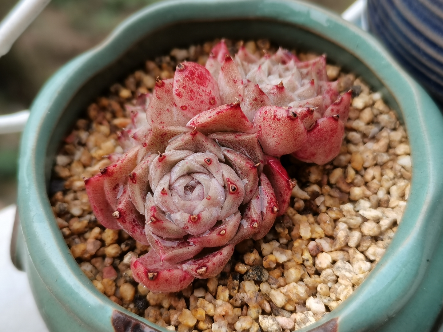 三年前很贵的普货多肉,曾经昂贵的多肉品种有哪些