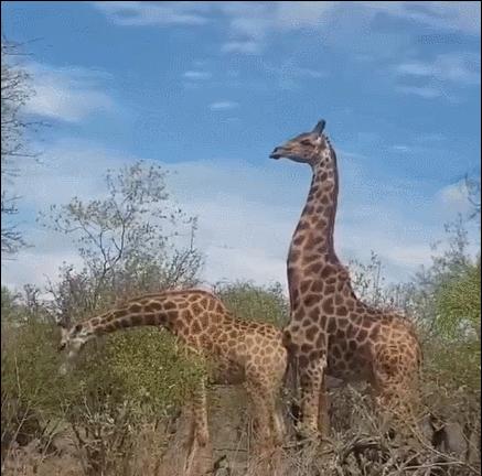 27张惊悚的动物照：青蛙被鼓风机活活风干，海鸥当街活吞大老鼠