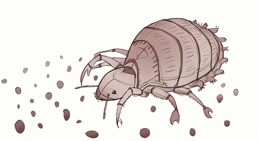 阴虱是什么？为什么有人“莫名其妙”染上了？原来有2个传播途径