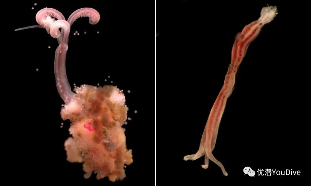 异形怪物万圣节,万圣节之诡异怪谈