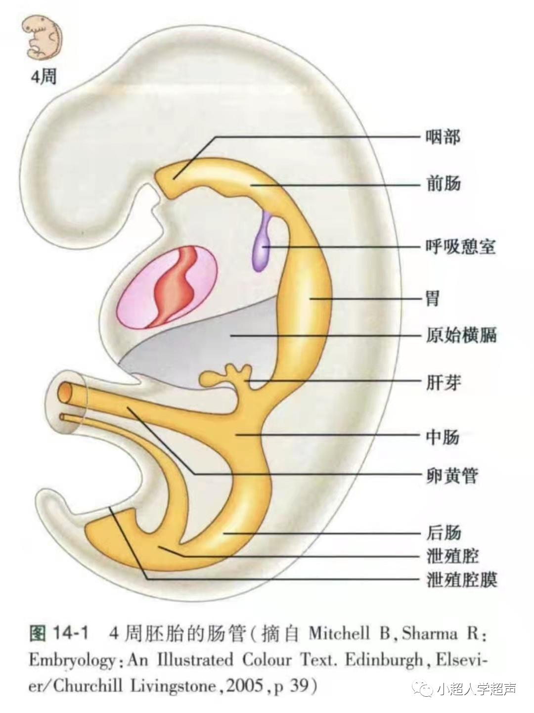 超声影像小视频,食道闭锁超声表现