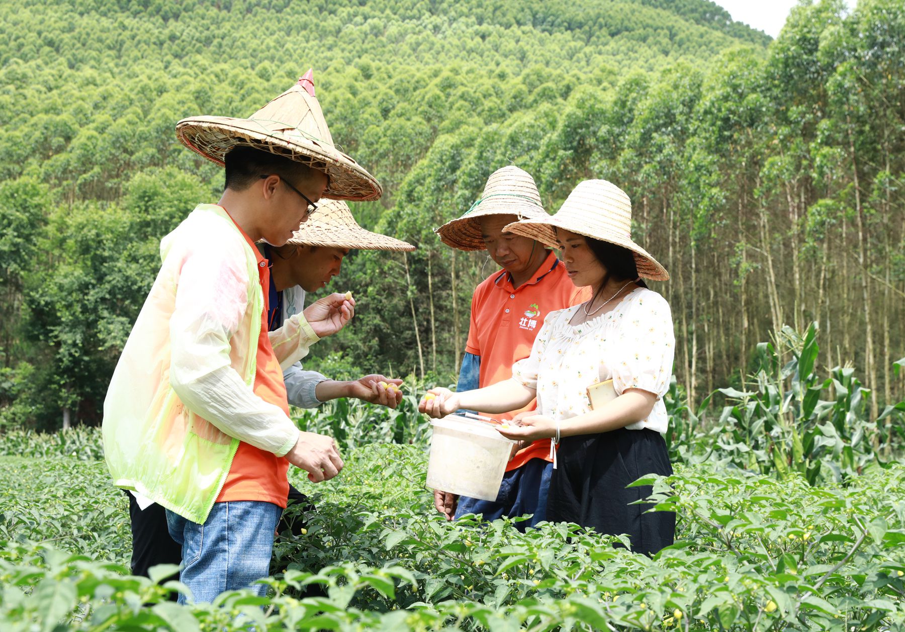 亩收入5000多元郏县辣椒喜获丰收,小辣椒种出富民大产业