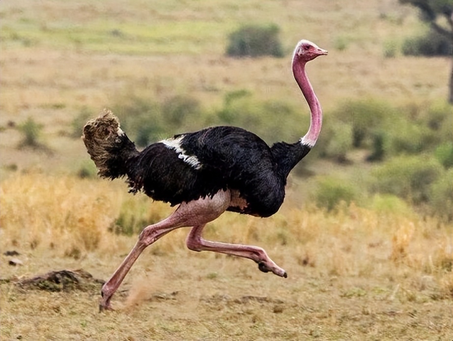 鸵鸟利润这么大为啥养的人不多,中国大型鸵鸟