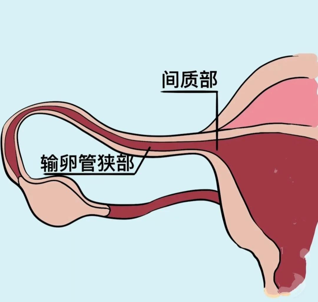 精子进入女孩体内后会经历什么?