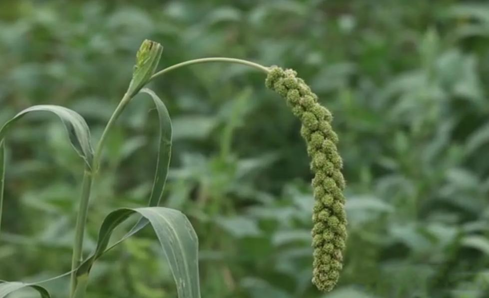 晋味美沁州黄小米怎么样,沁州黄小米哪个品牌最正宗