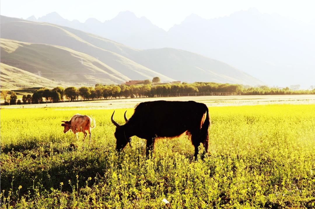 走甘孜,理塘甘孜县