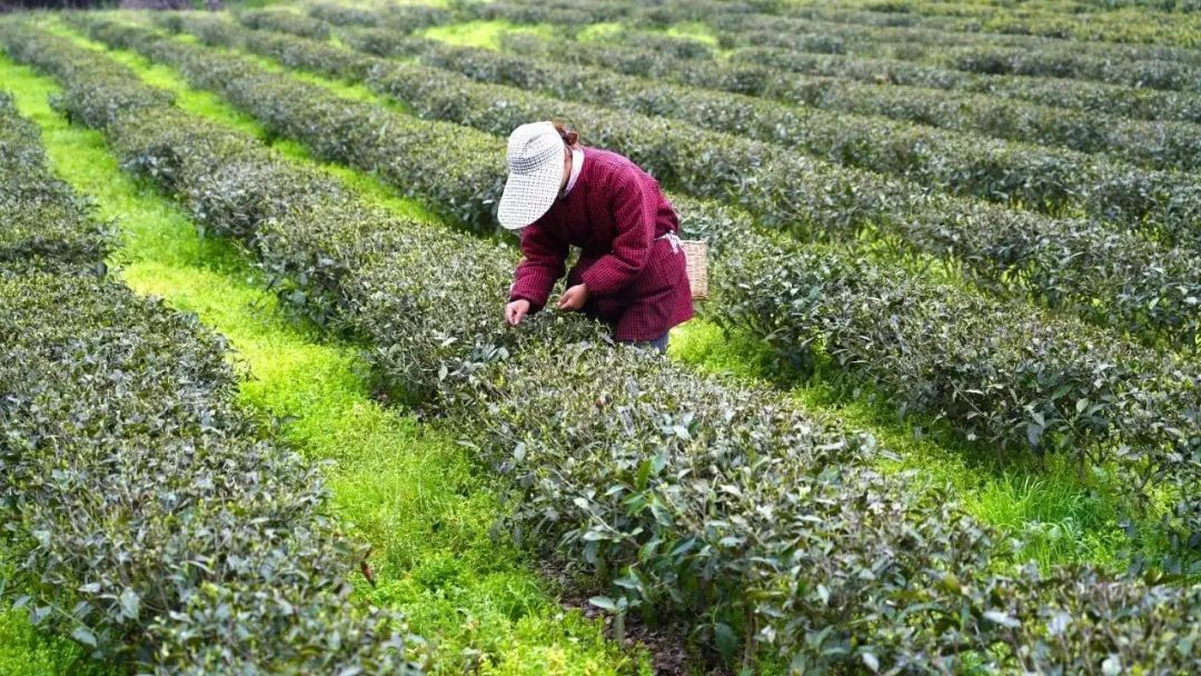 科技赋能产业振兴,科技赋能三农