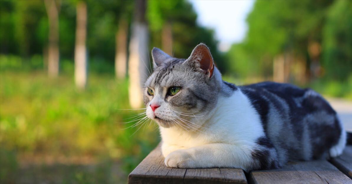 盘点那些特别反骨的猫,这6种猫堪称猫界渣王谁养谁吃亏