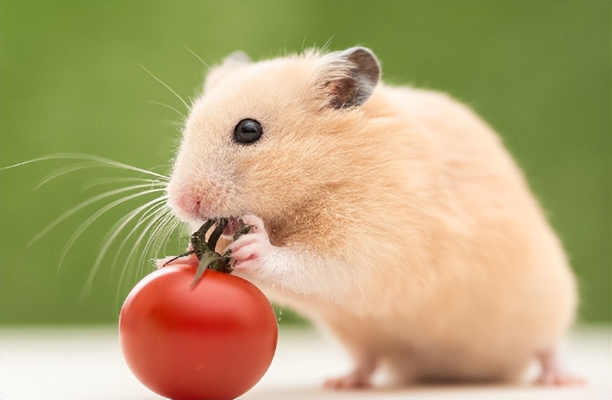 黄金仓鼠为什么叫金丝熊,黄金仓鼠是不是金丝熊