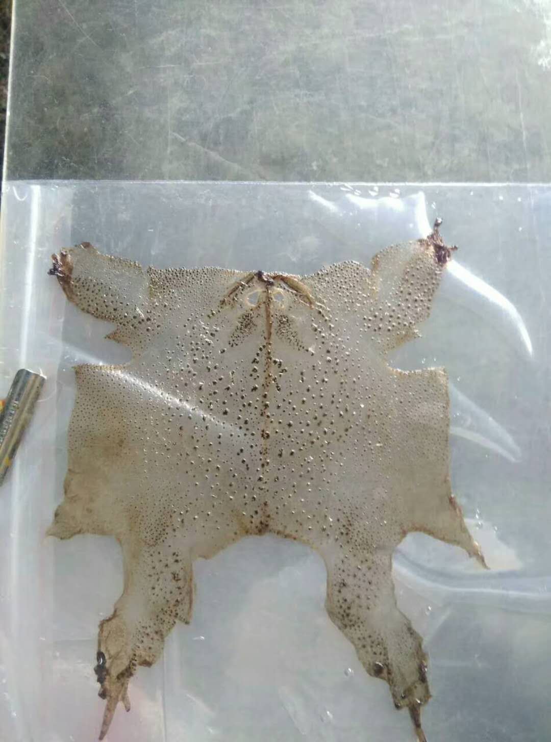 疫情放开后干什么能挣钱,疫情放开后有什么赚钱