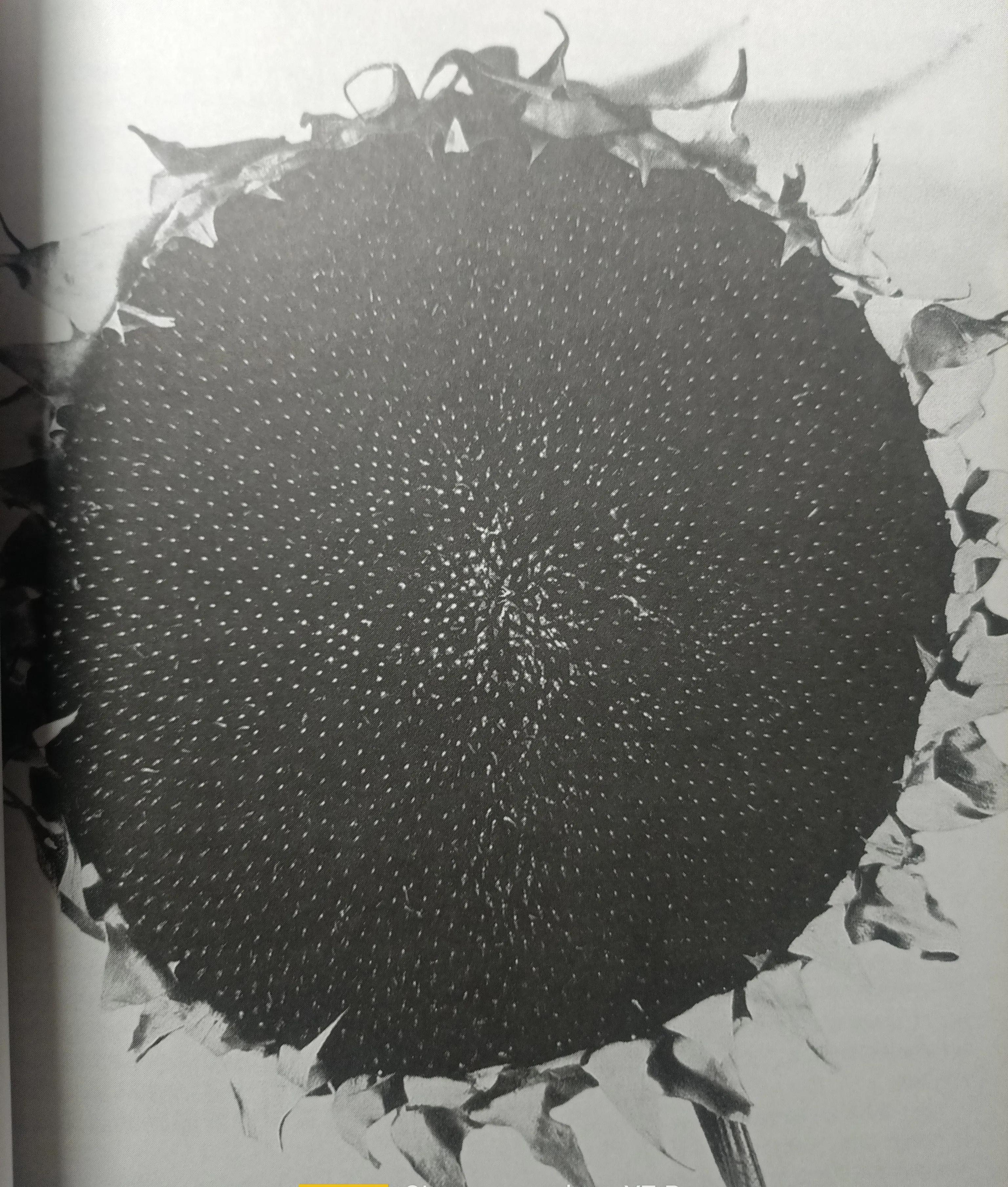 用几何图形设计一个精美的图形,几何图形设计河北特色图案