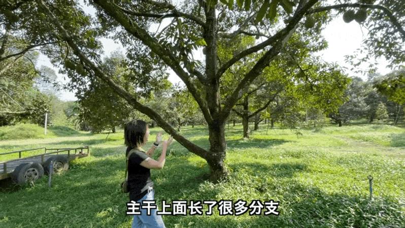 榴莲园带你看越南最美的榴莲,去泰国榴莲园里摘榴莲