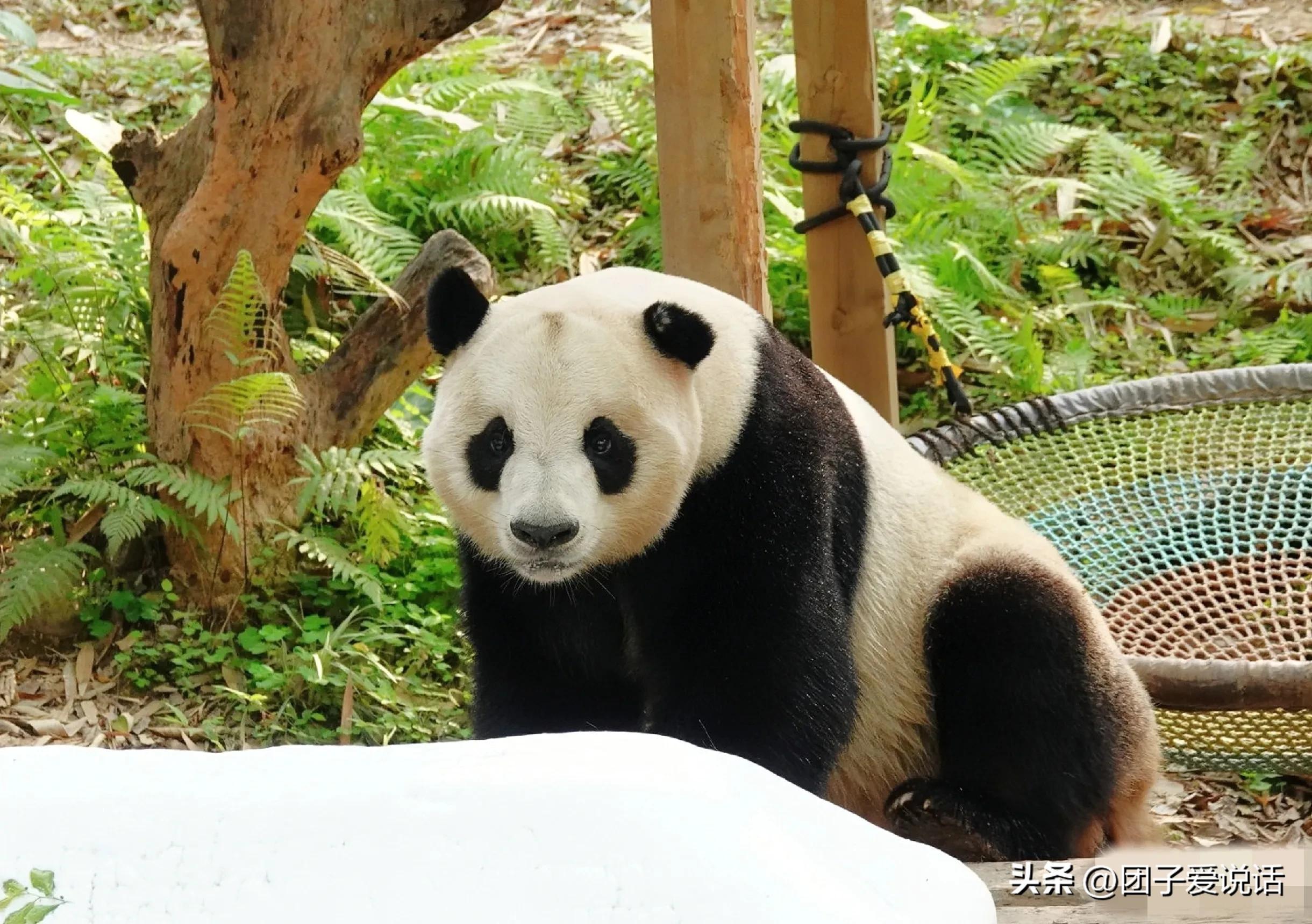 广州长隆野生动物园的大熊猫,广州长隆野生动物世界大熊猫