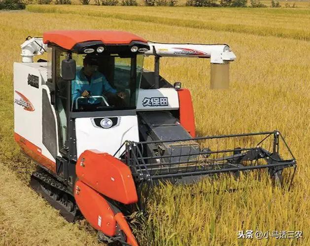 野菊杨万里,野菊花歌词