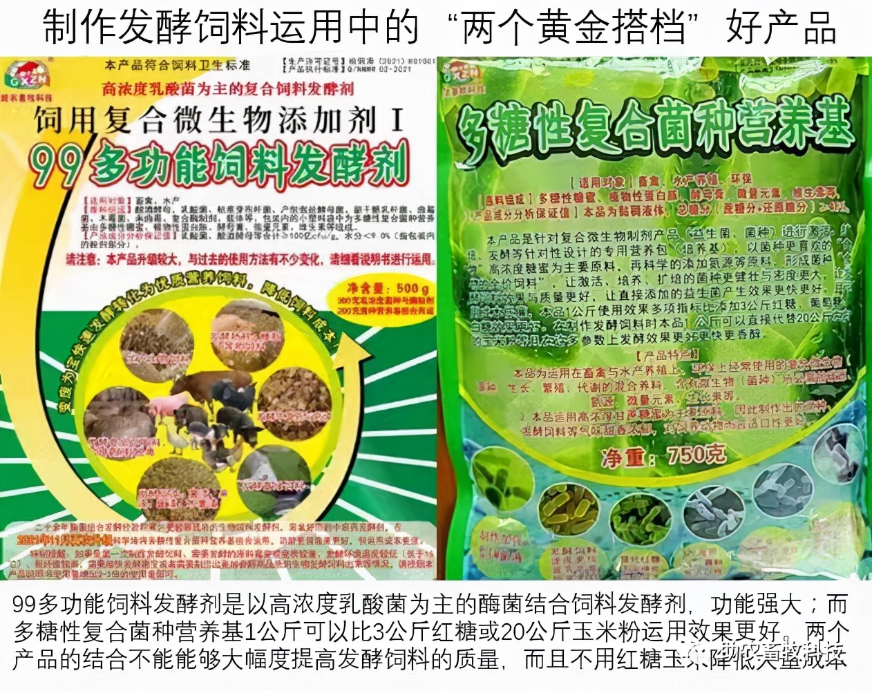 猪群稳定价低迷,港甘老板猪场采用组合拳防控非瘟猪场一直稳定