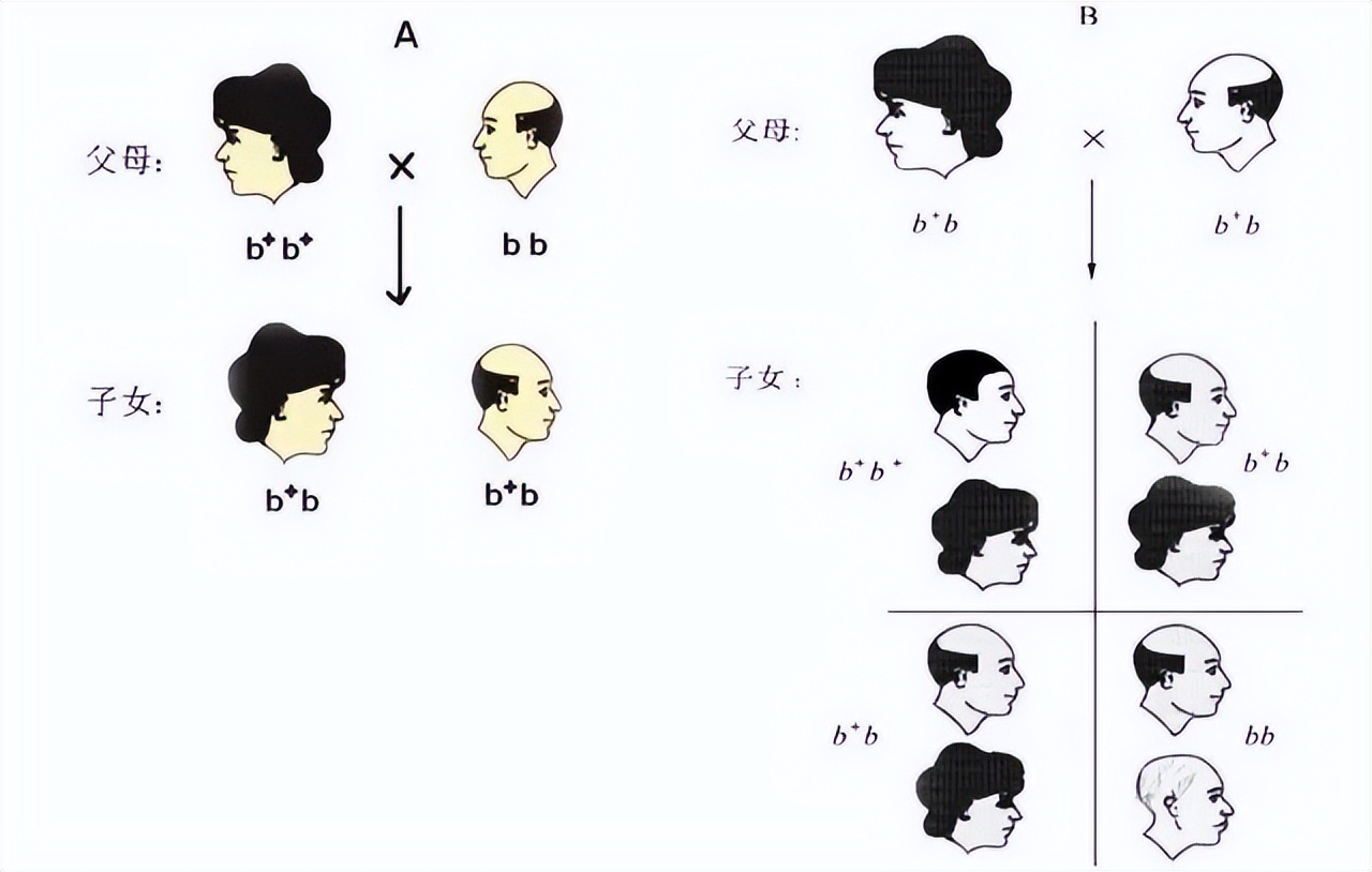 拯救头发大作战,保护头发的大作战