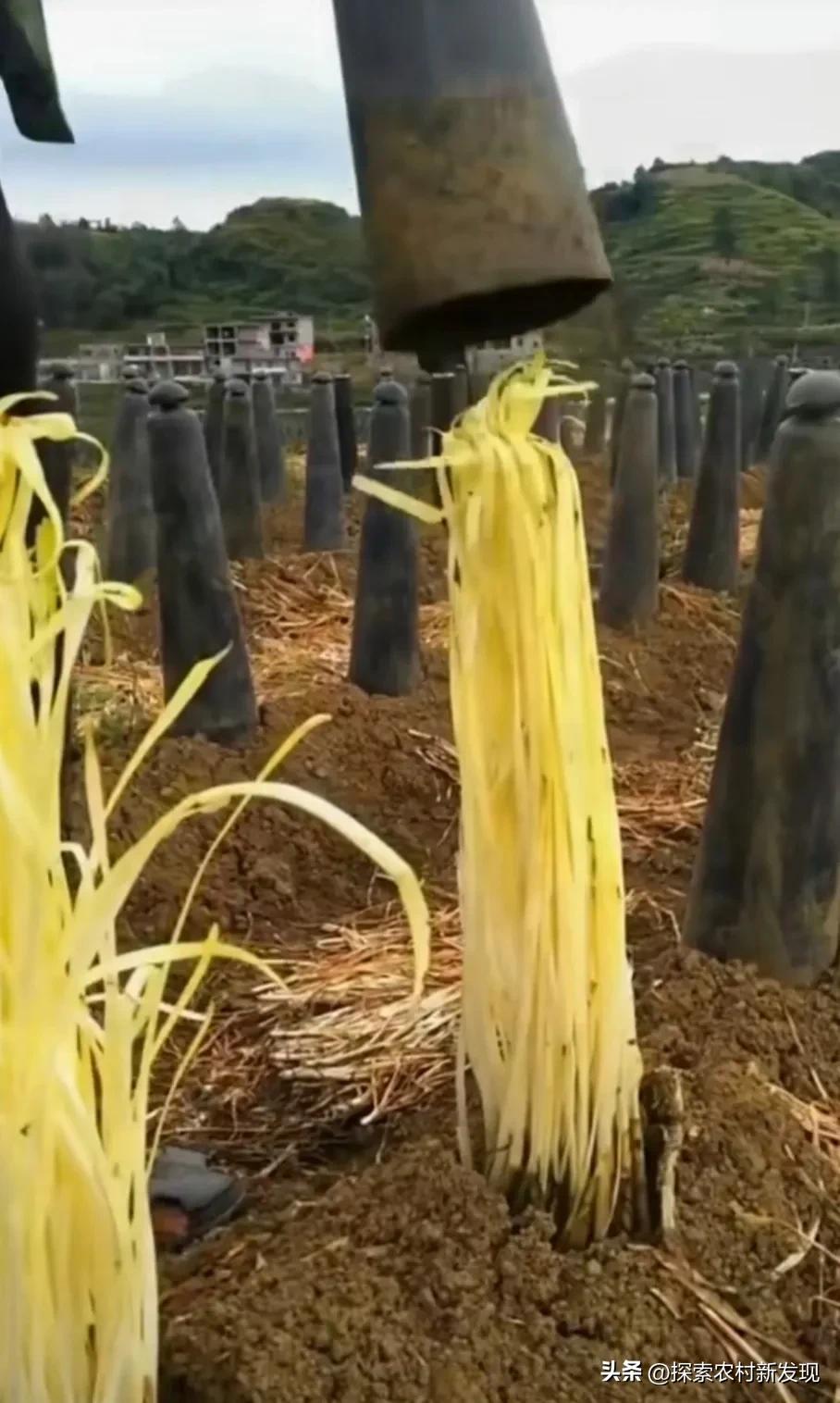 在农村种几亩韭菜有销路会怎么样,露天农田韭菜种植技术