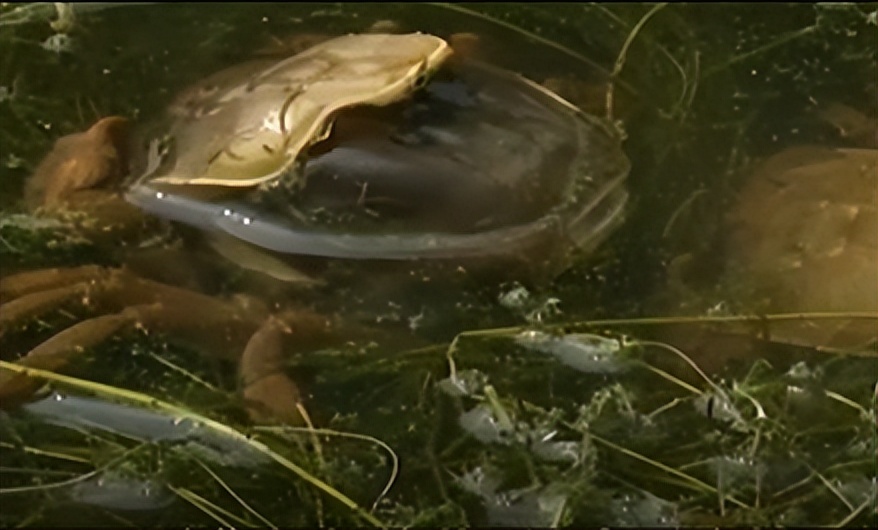 两只螃蟹拍卖出20万，农村大叔养出天价蟹，带动当地年收入20亿