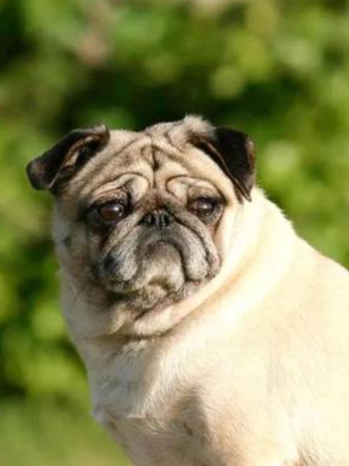 巴哥犬呕吐是怎么回事,巴哥犬呕吐怎么办