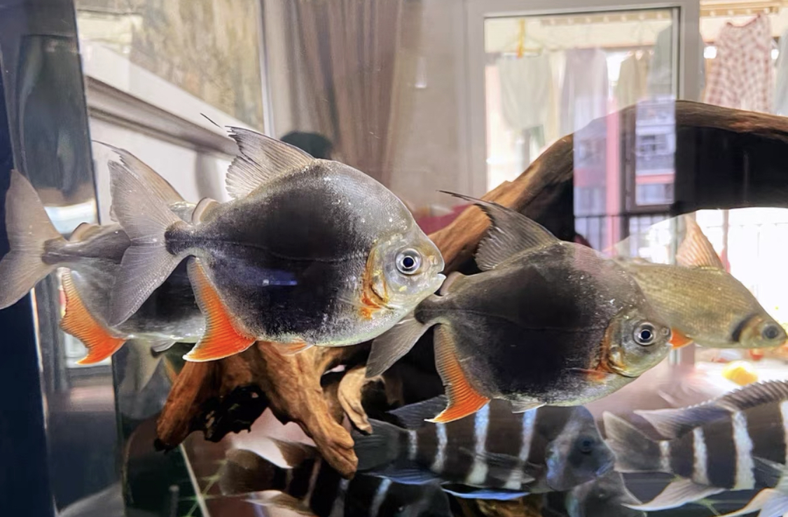 虎纹银板能和黑桃a混养么,虎纹银板鱼和黑桃a哪个好看