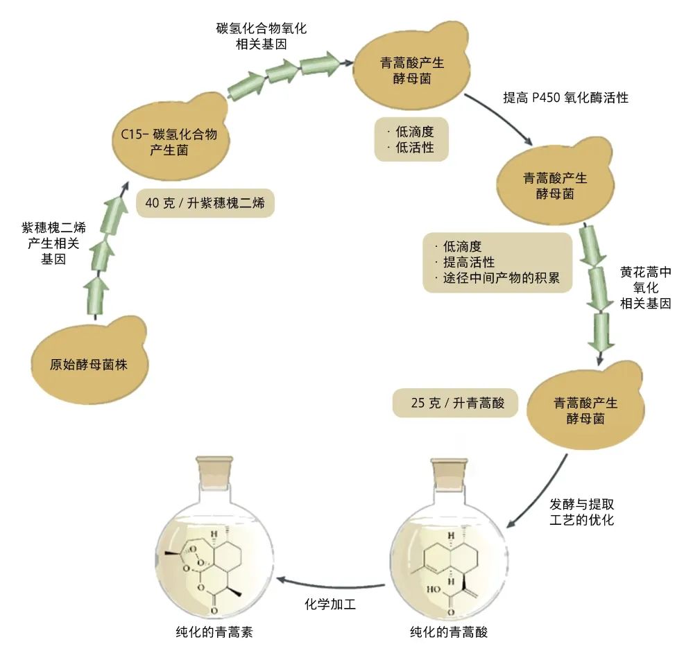 走进合成时代工厂,走进生物实验室