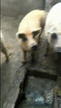 搞笑趣图：抓了一只变异神兽，不知道什么时候可以化成人形