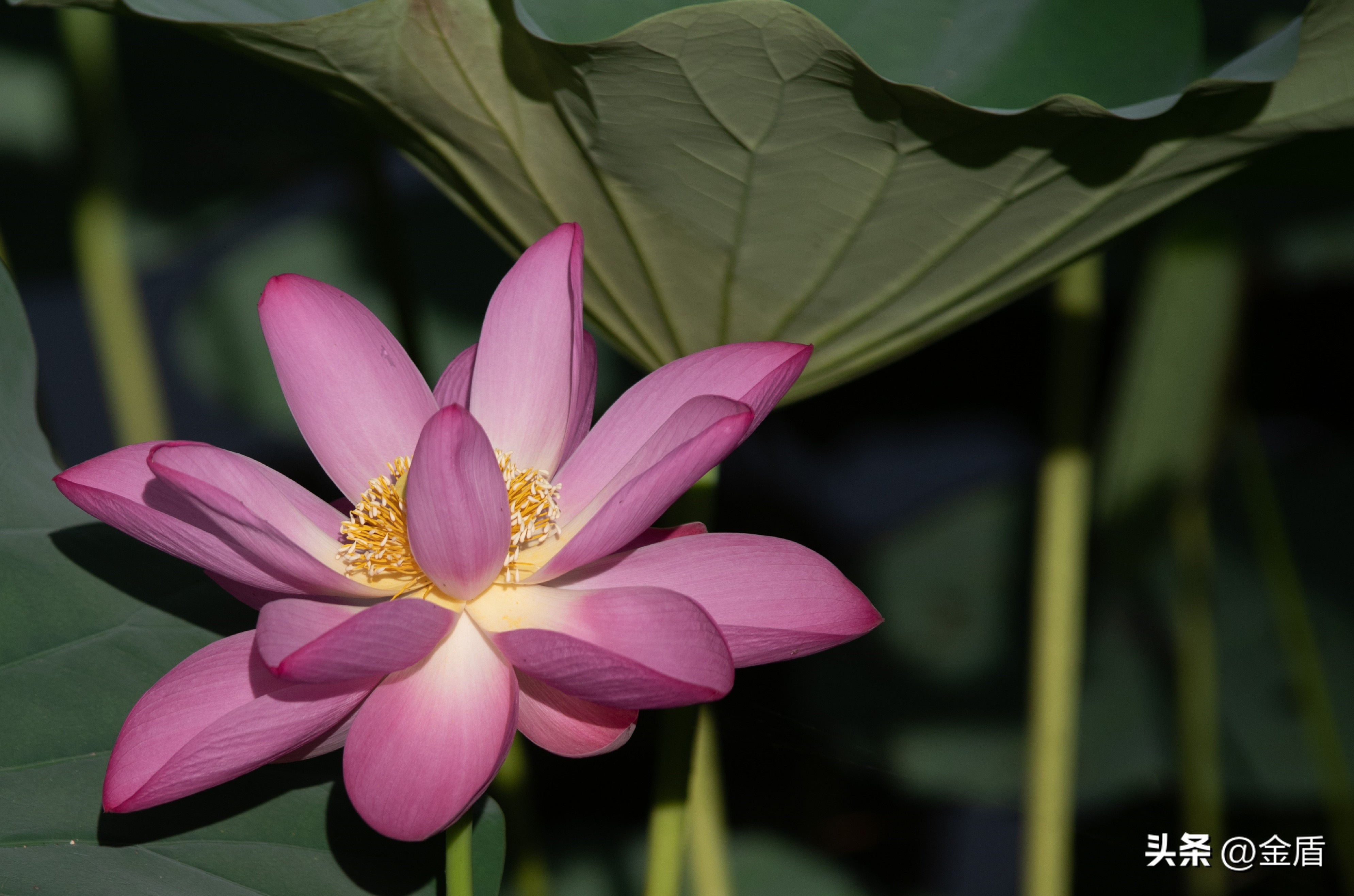 荷花中的隐藏的精神,荷花具有什么样的品格和志向