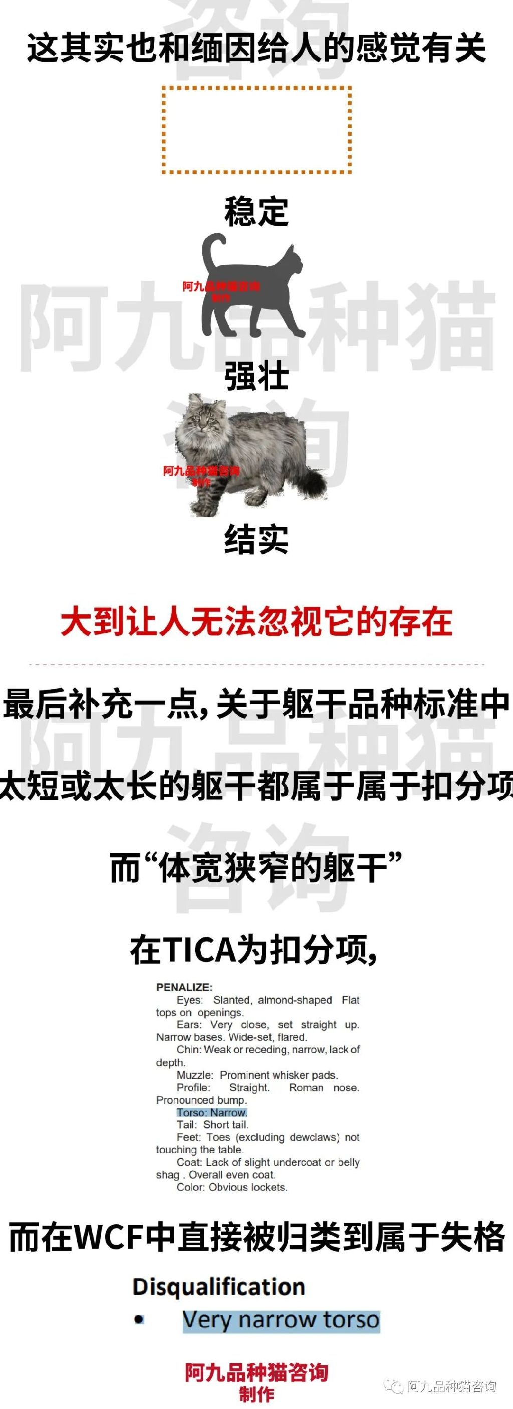 缅因猫品相极好的多少钱,品相一般的缅因猫什么价格