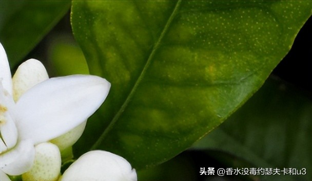 夏日香水,夏日香水有哪几种
