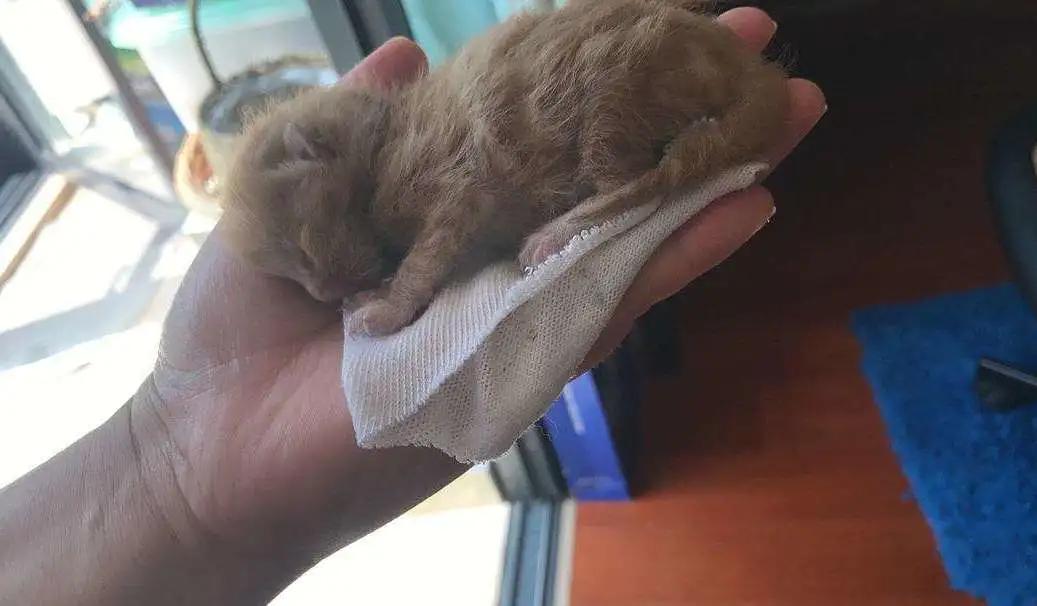 为什么宠物会饿死,宠物死亡率高的原因