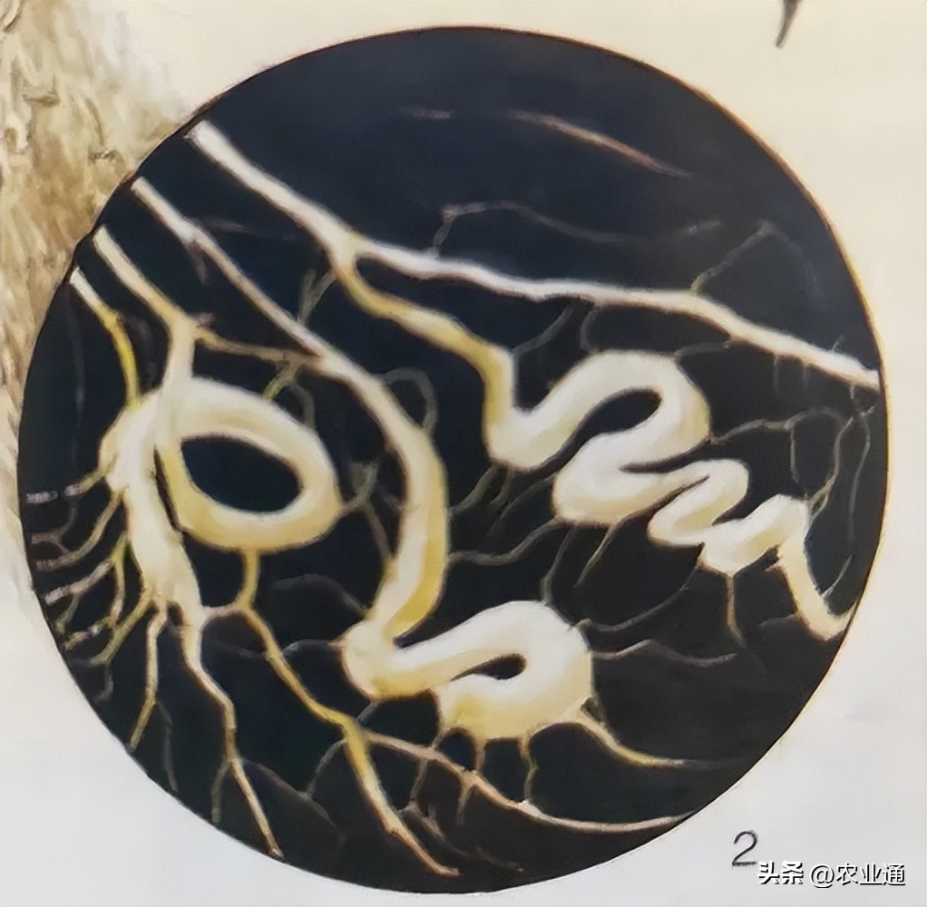 水稻根结线虫病识别与防治,水稻茎线虫病的发病原因是什么