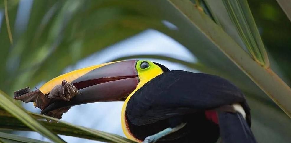 涓栫晫鍗佸ぇ瓒呮ā韬潗鍥剧墖鍥炬枃,涓栫晫鍗佸ぇ瓒呮ā鎯婅壋鍐欑湡