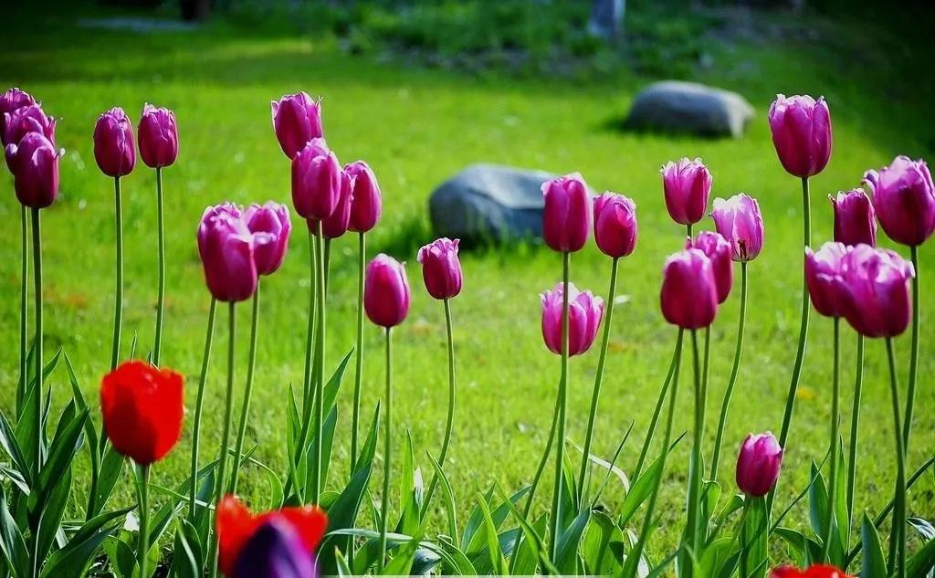 漂亮的郁金香随手一拍都是美景,春天的郁金香花海美得不可方物